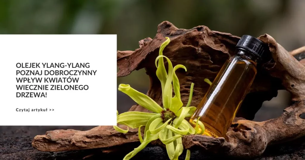 Ylang-ylang – olejek eteryczny o niezwykłych właściwościach
